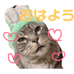 [LINEスタンプ] ねこまりん