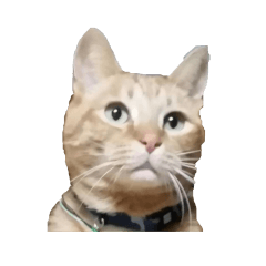 [LINEスタンプ] 茶トラ猫にもじ