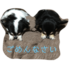 [LINEスタンプ] チワワ2とプードル1