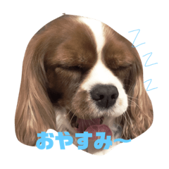 [LINEスタンプ] ももちゃんのほのぼの日常