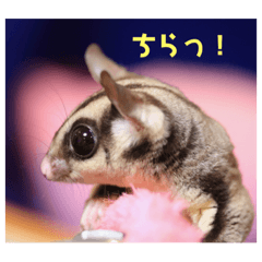 [LINEスタンプ] フクロモモンガさくら