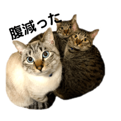 [LINEスタンプ] 土手宅ねこスタ