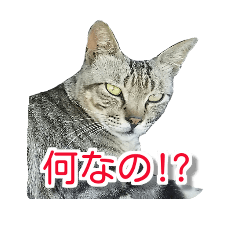 [LINEスタンプ] ぶすかわネコの日常