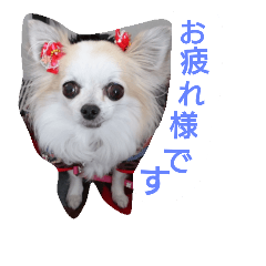 [LINEスタンプ] チワワの宙夢スタンプ