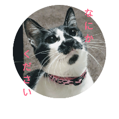 [LINEスタンプ] 雑種ねこ英世（ひでよ）の日常。