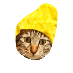 [LINEスタンプ] キジ猫かつお