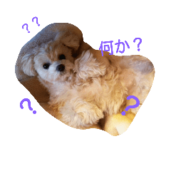 [LINEスタンプ] マルプーの日常毒舌編