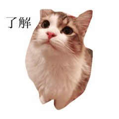 [LINEスタンプ] じろ猫 2