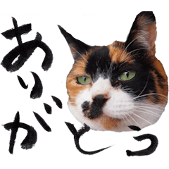 [LINEスタンプ] 三毛猫のぽち