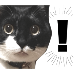 [LINEスタンプ] たろ猫はな猫