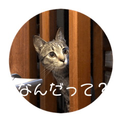 [LINEスタンプ] ぼんたんの毎日