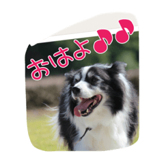 [LINEスタンプ] お気楽ボーダーコリーs