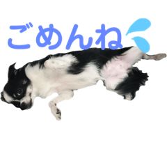 [LINEスタンプ] チワワのおチョコさん