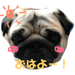 [LINEスタンプ] わんちゃん仲間といっしょ
