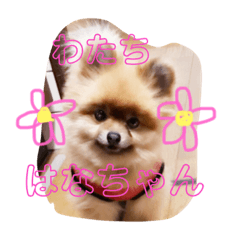 [LINEスタンプ] わたち、はなちゃん