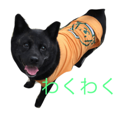 [LINEスタンプ] 甲斐犬のおてんば甲斐ちゃんその1