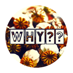 [LINEスタンプ] お花写真