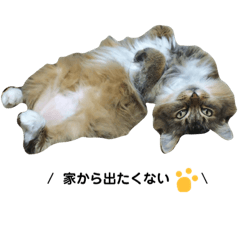 [LINEスタンプ] はっちゃん家の猫達