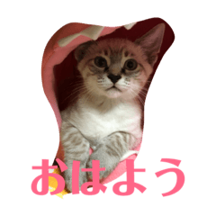[LINEスタンプ] 可愛い猫あめちゃん