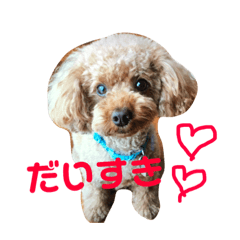 [LINEスタンプ] トイプーの可愛い毎日