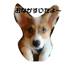 [LINEスタンプ] コーギードットちゃん
