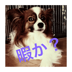[LINEスタンプ] うちの犬(パピヨン)