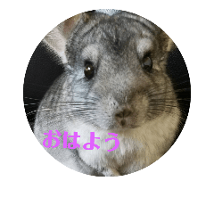 [LINEスタンプ] ふわもこチンチラ