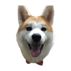 [LINEスタンプ] うちの秋田犬 だいず