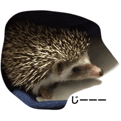 [LINEスタンプ] ハリネズミの大福ちゃん