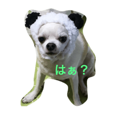 [LINEスタンプ] チワワのほうた