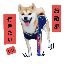[LINEスタンプ] 豆柴おまめだよ～色々な言葉達