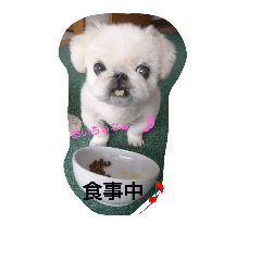 [LINEスタンプ] ペキニーズ(龍之介)
