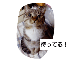 [LINEスタンプ] 猫屋敷 わさりりあん②