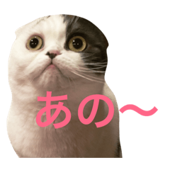 [LINEスタンプ] スコティッシュフォールド「まゆ子」