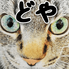 [LINEスタンプ] 関西弁リアル猫4の画像（メイン）