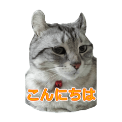 [LINEスタンプ] 猫のレイ