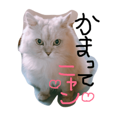[LINEスタンプ] 癒しのサニーさん