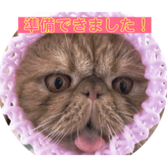 [LINEスタンプ] nikuQun猫達の画像（メイン）