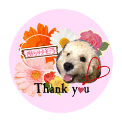 [LINEスタンプ] Raimuという名の犬4