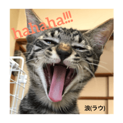 [LINEスタンプ] にゃんズの日常(vor.1)