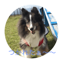 [LINEスタンプ] シェルティ ランルーロイ