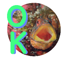 [LINEスタンプ] 海の中の可愛い魚たちと日常会話