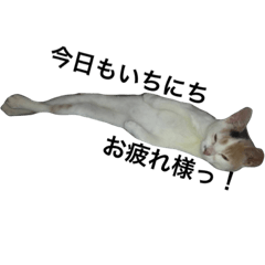 [LINEスタンプ] 黒猫かりんとうと三毛猫きなこの画像（メイン）