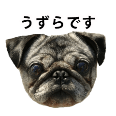 [LINEスタンプ] うずらだよ