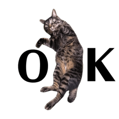 [LINEスタンプ] 猫のとらさんスタンプ。。