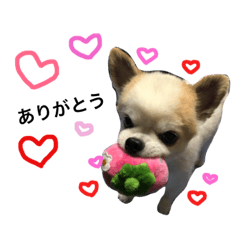 [LINEスタンプ] チワワのみるく太郎