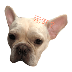 [LINEスタンプ] 可愛い福ちゃんスタンプ