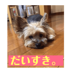 [LINEスタンプ] ヨーキー☆コロン☆今日のスタンプ(vol.2)