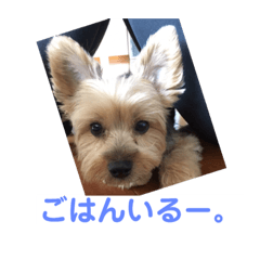 [LINEスタンプ] ヨーキー☆コロン☆今日のスタンプ(vol.1)
