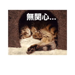 [LINEスタンプ] 猫の日常～たまに関西弁～
